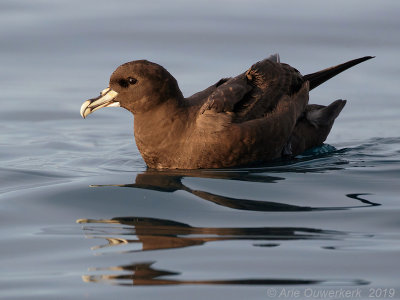 Witkinstormvogel - White-chinned Petrel - Procellaria aequinoctialis