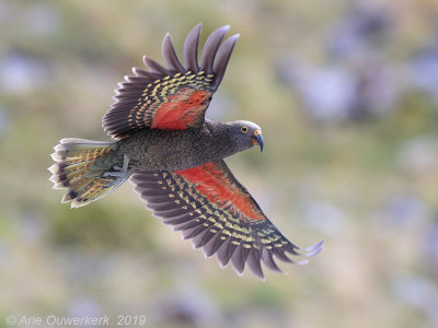 New Zealand Birds, 10 January - 10 February 2019