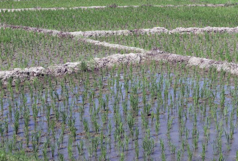 rice plots.jpg