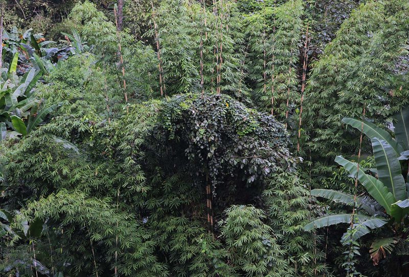 bamboo grove.jpg