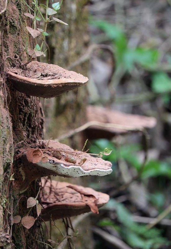 fungi.jpg