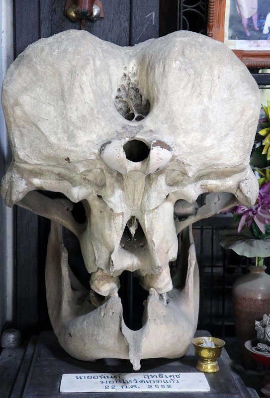 elephant skull.jpg