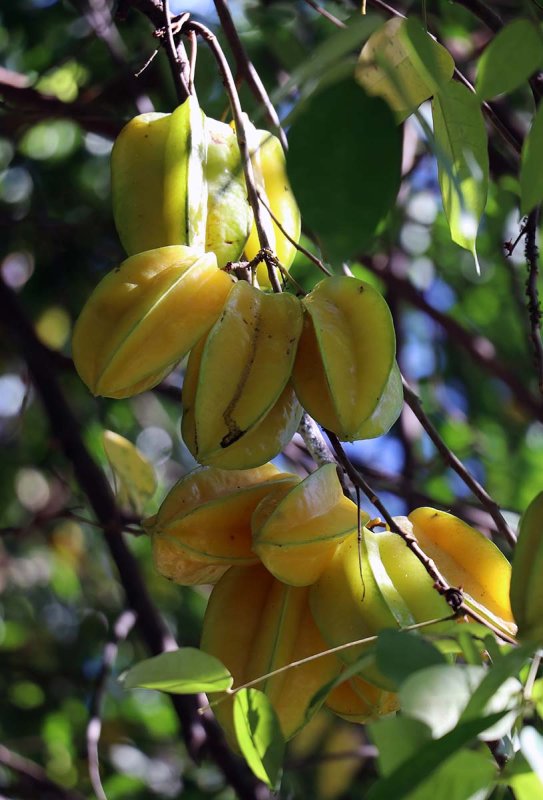 star fruit.jpg