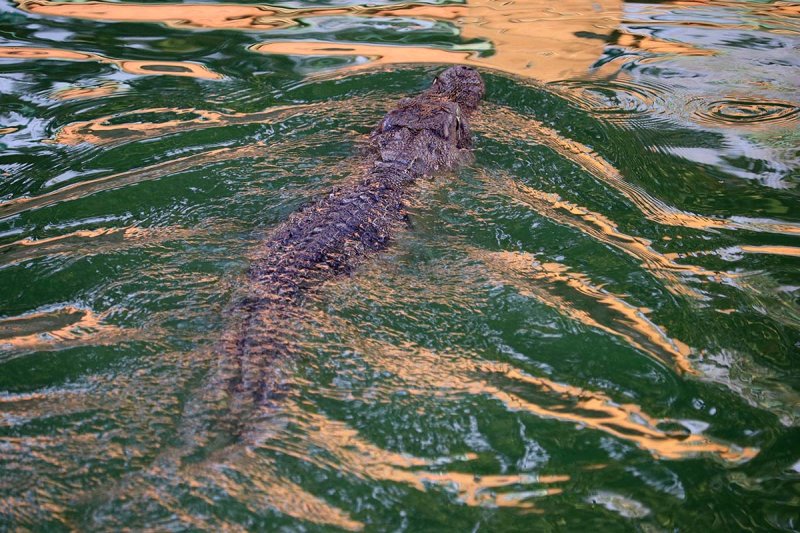 crocodile waters.jpg