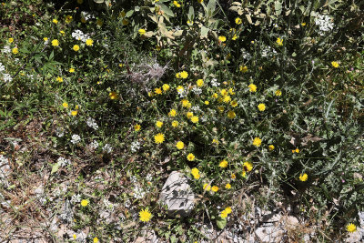 4468 2 WEEKS IN CRETE IN MAY 2018 - IMG_1114 DxO Pbase.jpg