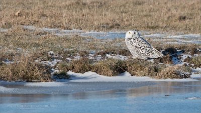 Snowy Owl on the Pond