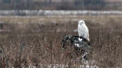 Snowy Owl Hunting