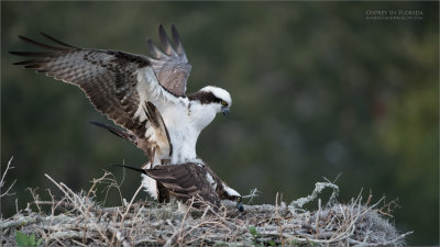Osprey Mating