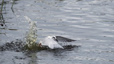 Forster's tern Fishing