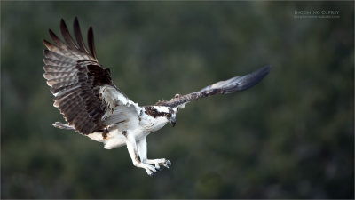 Female Osprey Landing