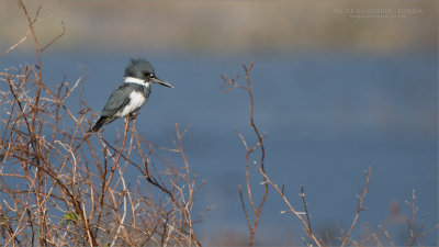 Belted Kingfisher looking for lunch!