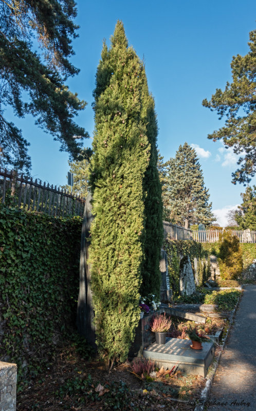 Cupressus sempervirens