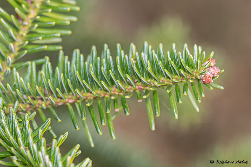 Abies cephalonica