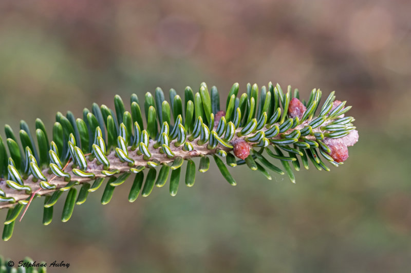 Abies nebrodensis