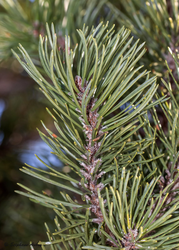Pinus mugo subsp. mugo