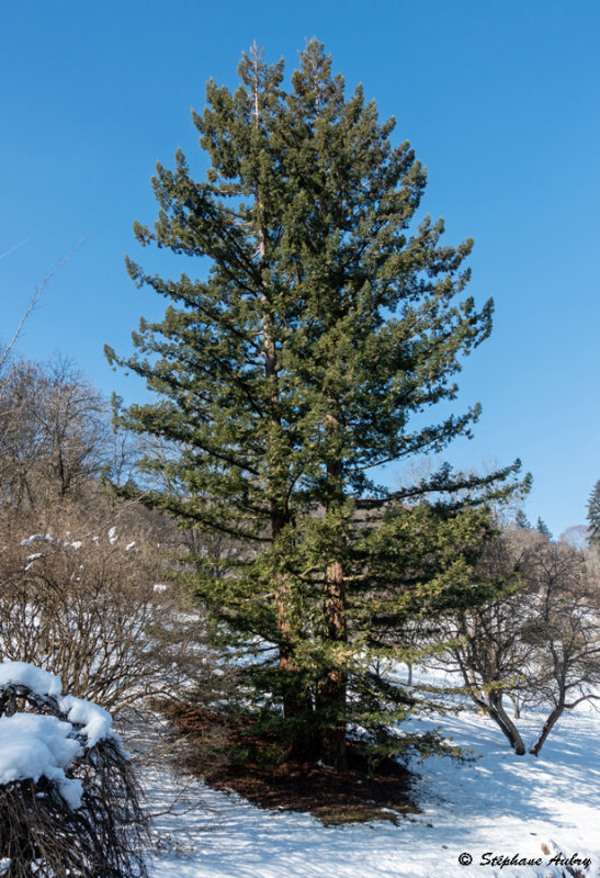 Sequoia sempervirens