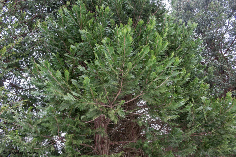 Calocedrus decurrens