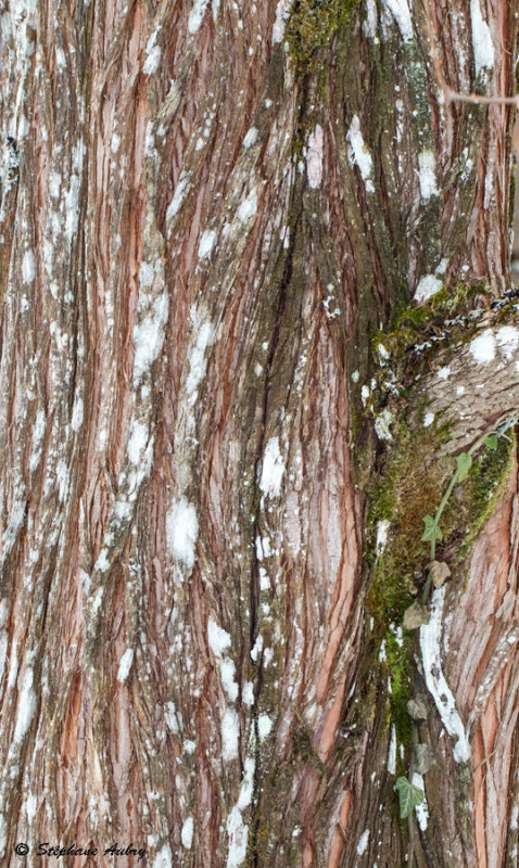 Metasequoia glybtostroboides