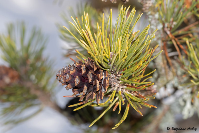 Pinus mugo subsp. mugo