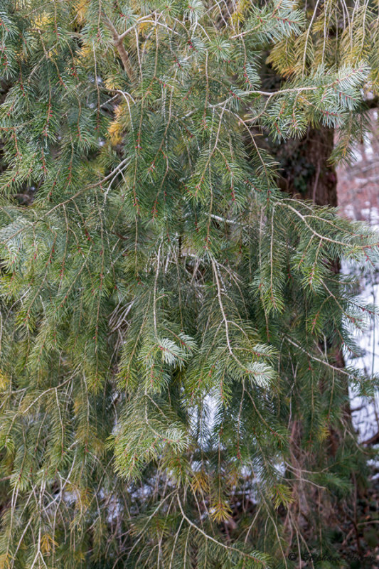 Pseudotsuga macrocarpa