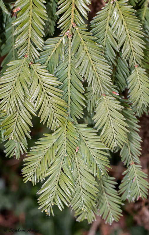 Sequoia sempervirens