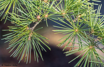 Cedrus deodara