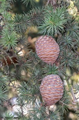 Cedrus libani