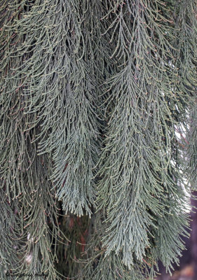 Sequoiadendron giganteum 'pendulum'
