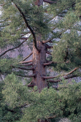 Sequoia sempervirens 'glauca'
