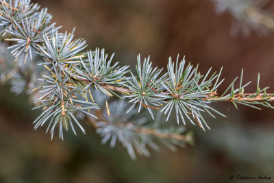 Cedrus atlantica