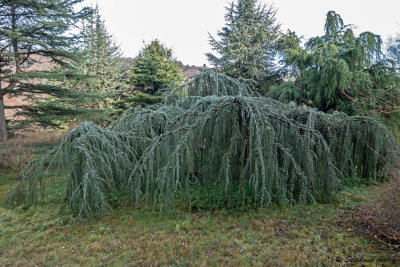 Cedrus atlantica 'glauca pendula'