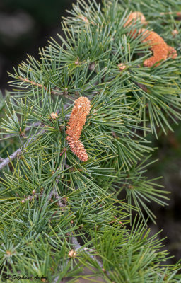 Cedrus deodara