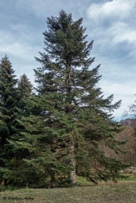 Abies cephalonica