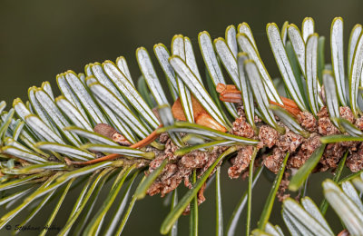 Abies koreana