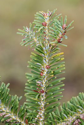 Abies koreana