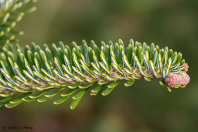 Abies nebrodensis