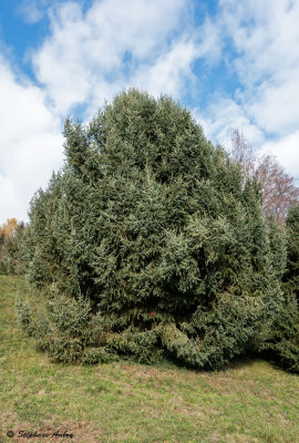 Picea likiangensis var. balfouriana