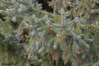 Picea omorika