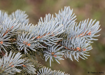 Picea pungens 'Oldenburg'