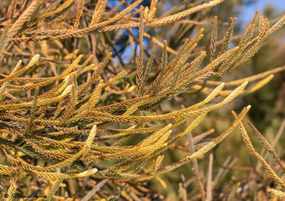 Cryptomeria japonica