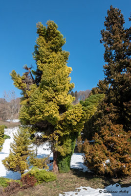 Cryptomeria japonica