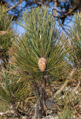 Pinus nigra