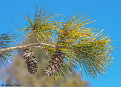 Pinus peuce