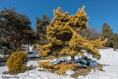 Pinus sylvestris Aurea