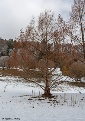 Metasequoia glybtostroboides