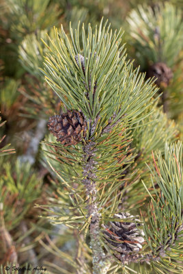 Pinus mugo subsp. mugo