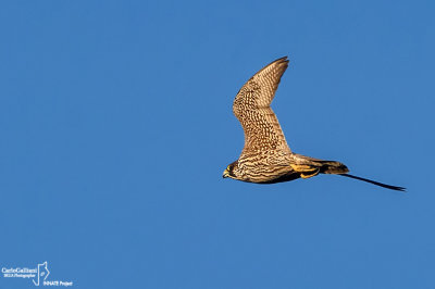 Falco pellegrino- Peregrine (Falco peregrinus)