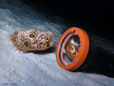 Baby Burrfish