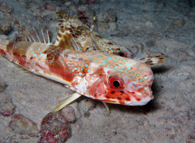 Flying Gurnard