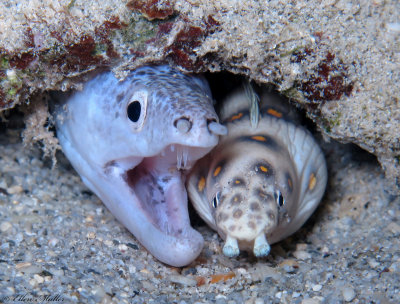 Buddies